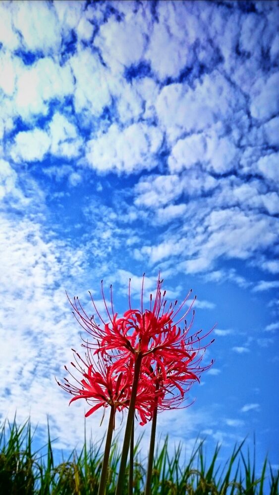 c600786d44beb54a5d50d0dd38ce3cbc_m